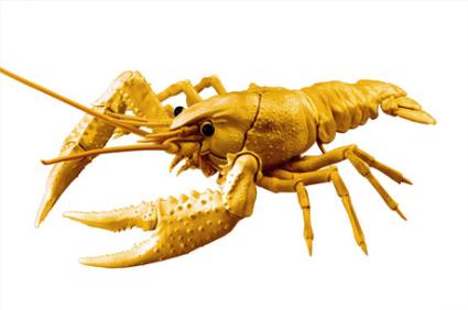 自由研究､No.24 EX-5 いきもの編 ｱﾒﾘｶｻﾞﾘｶﾞﾆ (ｺﾞｰﾙﾄﾞ)